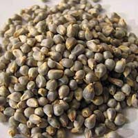 Hybrid Pearl Millet Seeds