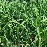 Hybrid Sorghum Sudangrass