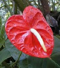 Anthuriums