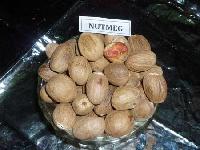 Nutmeg Seeds