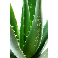 Fresh Aloe Vera Leaves