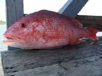 Snapper Fish