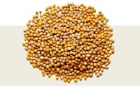 Yellow Mustard Seeds