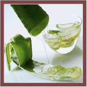 Aloe Vera Carrier Oil