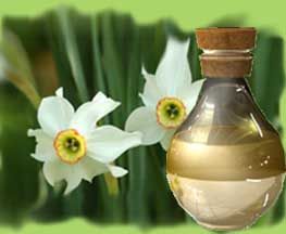 Narcissus Oil