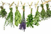 herbal pesticides