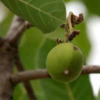 Mahua ( Madhuca Longifolia Var Latifolia ) Oil