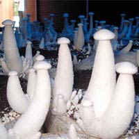 Mushroom Cultivation Training