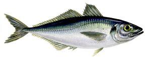 Horse Mackerel