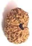 14 Mukhi Java Rudraksha Bead