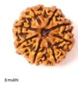 8 Mukhi Nepali Rudraksha