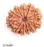 11 Mukhi Nepali Rudraksha Beads