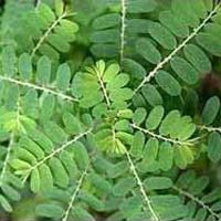Phyllanthus Amarus Leaves