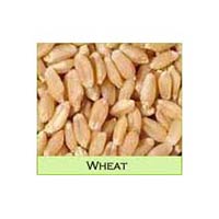 Sortex Wheat