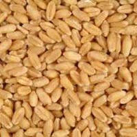 Wheat Seeds