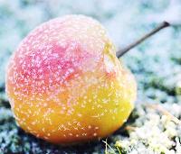 Frozen Apple