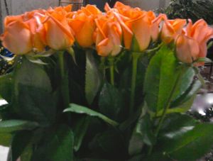 Orange Rose