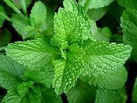 Dry Mint Leaf, Pudina Leaf