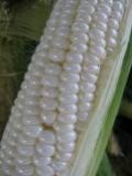 White Maize