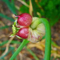 Allium Sativum Extract