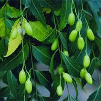 Azadirachta Indica Extract