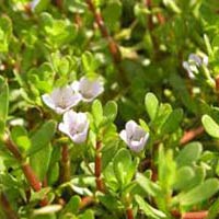 Bacopa Monnieri Extract