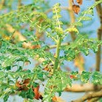 Boswellia Serrata Extract