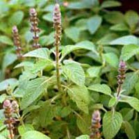 Coleus Forskohlii Extract