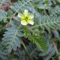 Tribulus Terrestris Extract