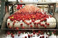 Tomato Processing Plant