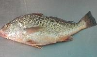 Croaker Fish