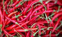 Fresh Red Chili