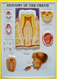 Biological Charts