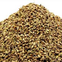 Fennel Seeds