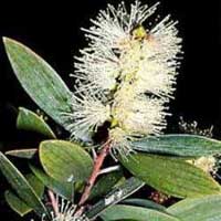 Cajeput Essential Oil