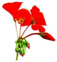 Geranium Oil