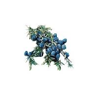 juniper leaf oil