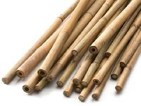 bamboo cane