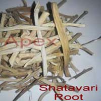 Asparagus Racemosus Roots/Shatawar Roots