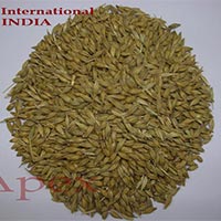 Barley Grains