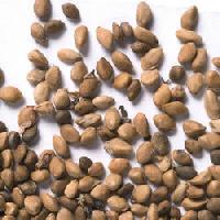 medicinal herb seed