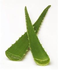 Aloe Vera Leaf