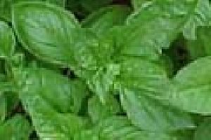 Basil Oil