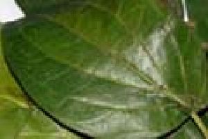 Betel Leaf Oil