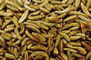 Caraway Oil