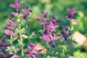 Clary Sage Oil