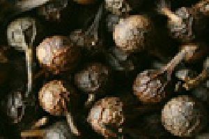 Cubeb Oil