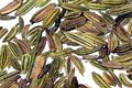 Fennel Seed Oil Sweet