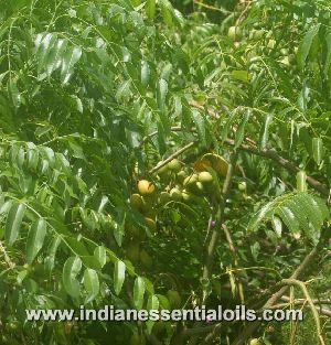 Neem Oil