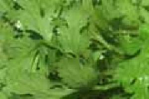 Parsley Seed Oil